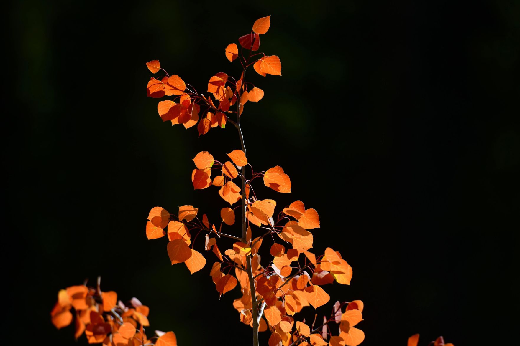100619-news-aspens 06.JPG